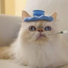 Convalecencia, Sistema Inmune y Energizantes gatos