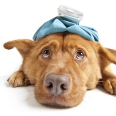 Convalecencia Vitaminas Energizantes perros