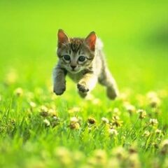 PRODUCTOS PARA LA SALUD ARTICULAR Y ANTIINFLAMATORIOS PARA GATOS EN SCOOBYSFARMA