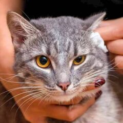 Salud Auricular para gatos