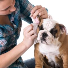 Salud Auricular para perros