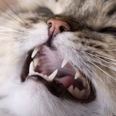 Salud Bucodental en gatos