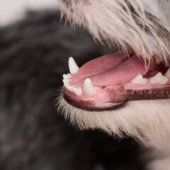 Salud Bucodental en perros