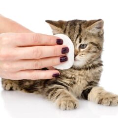 Salud Ocular para gatos