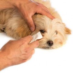 Salud Ocular para perros