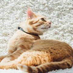 Collares antiparasitarios para gatos