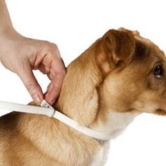 Collares antiparasitarios para perros