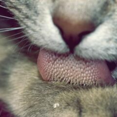 administrar malta para gatos en su patita