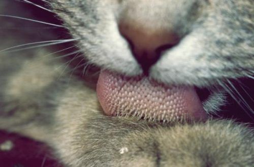 administrar malta para gatos en su patita