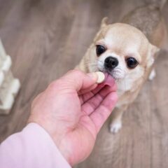 Antiparasitarios Internos para perros