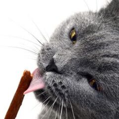 Snacks y suplementos para gatos
