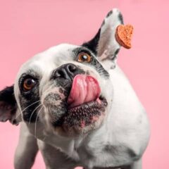 Snacks y huesos para perros