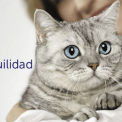 consigue la mejor tranquilidad con feliway optimum difusor