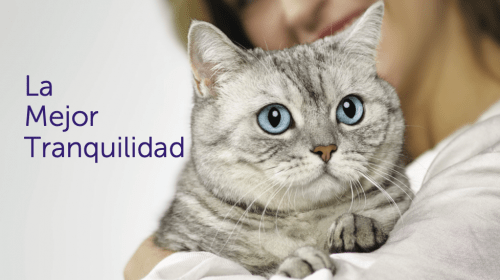 "consigue