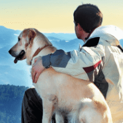 Salud Dermatológica y Cicatrizantes perros