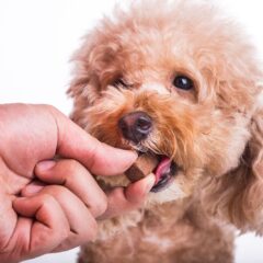Farmacia veterinaria para perros