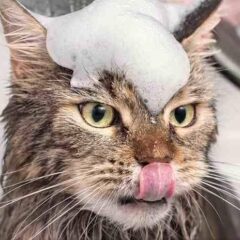 Champús uso frecuente para gatos