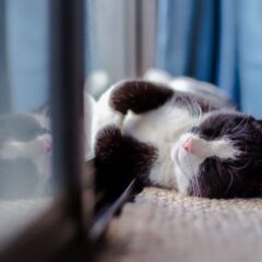 gatito relajado en casa