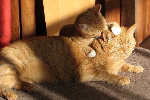 los gatos se lamen entre sí