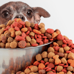 Gama Premium alimentación perros