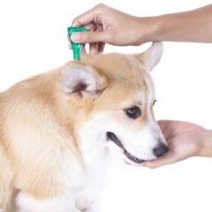Pipetas antiparasitarias para perros