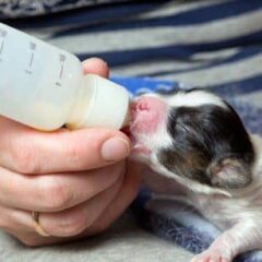 Especial Cachorros