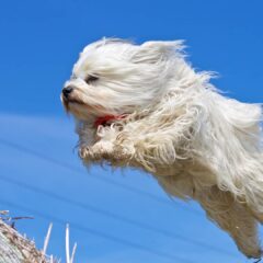 Cardiovascular, Hepático, Páncreas, Renal y Urinario perros