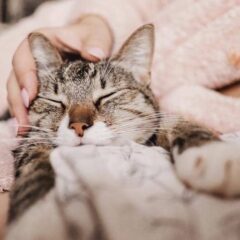 Comportamiento y Tranquilizantes para gatos