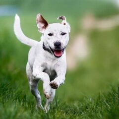 Salud Articular Y Antiinflamatorios para perros