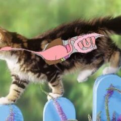 Salud Intestinal y digestiva para gatos