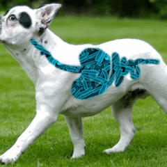 Salud Intestinal y Digestiva para perros