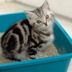Arenas para gatos