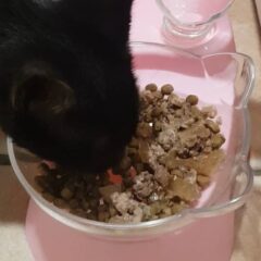 aspecto de comida húmeda gatos almo nature daily con pienso