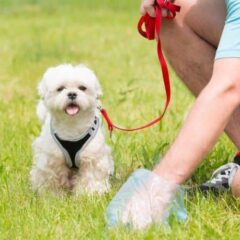 Recogida de Excrementos de perros