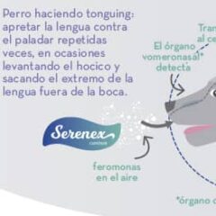 cómo actúa serenex canino o serenex perros