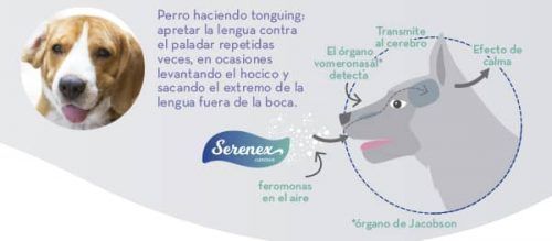 cómo actúa serenex canino o serenex perros