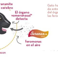 cómo actúa serenex gatos o serenex FELINO