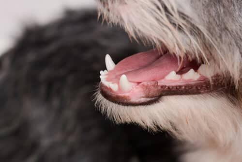 consigue tener un color de encias como las de este perro sano-2