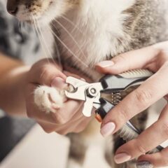 Cortaúñas para gatos