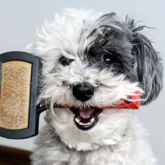 Cepillos y peines para perros