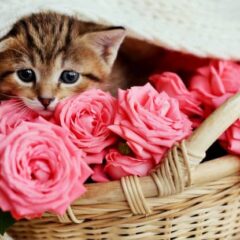 Perfumes para gatos