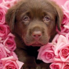 Perfumes para perros