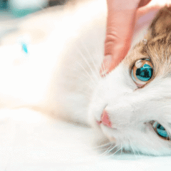 modo de uso lacristal neo gatos