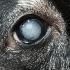 Lacristal Neo gotas oculares perros y gatos 10 ml - Imagen 3