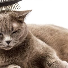 Cepillos y peines PARA GATOS