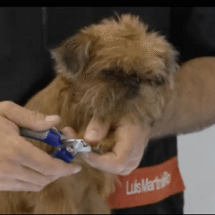 POSICIÓN PARA UN CORTE DE UÑAS CON ARTERO CORTAÚÑAS