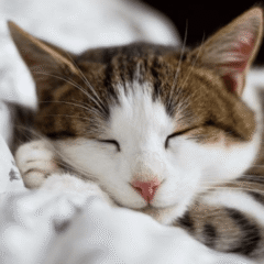 gato calentito con almhoadilla eléctrica