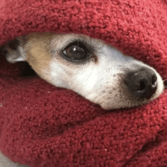 perro calentito con almohadilla eléctrica