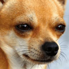 ojos de perro tratados con lagripets