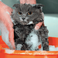 Champús Antiparasitarios para gatos